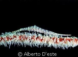 Coral parasite, Nikon 995, DS50 by Alberto D'este 